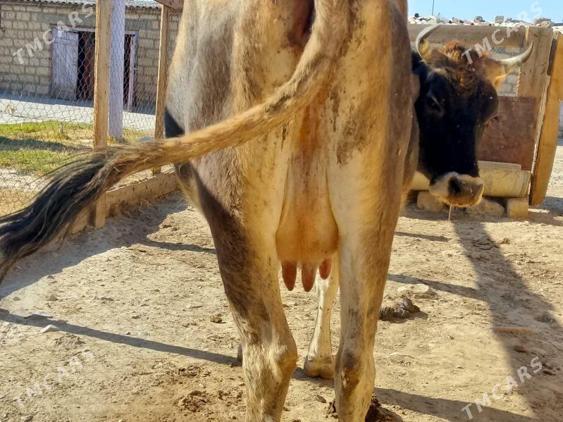 göleli sygyr - Gyzylarbat - img 1