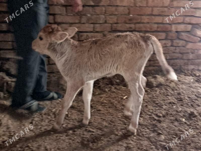 göleli sygyr - Gyzylarbat - img 4