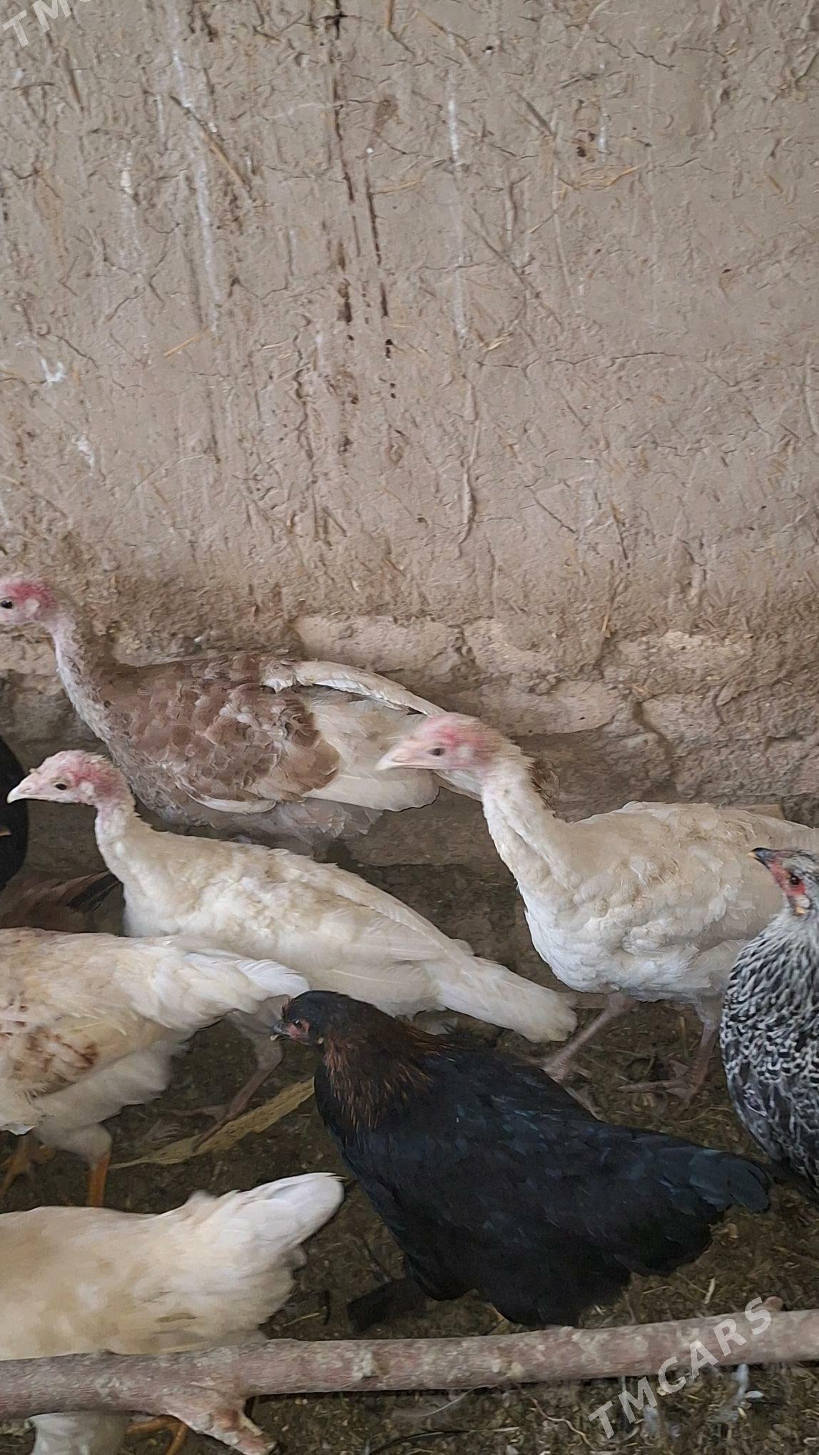 induk juje - Murgap - img 2