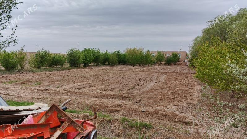 satly jay - Ruhubelent etraby - img 5