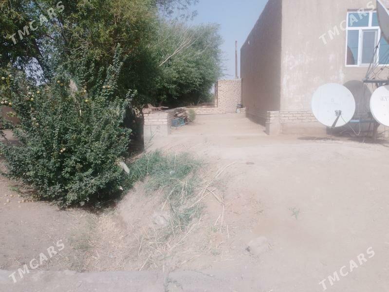 satly jay - Ruhubelent etraby - img 4