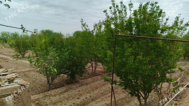 satly jay - Ruhubelent etraby - img 6