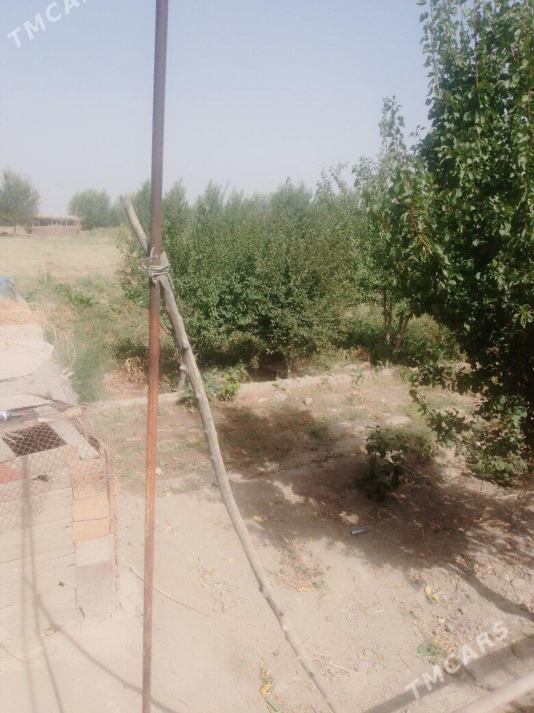 satly jay - Ruhubelent etraby - img 2