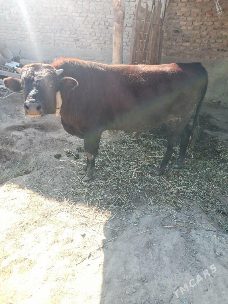 OKUZ - Гёкдепе - img 1