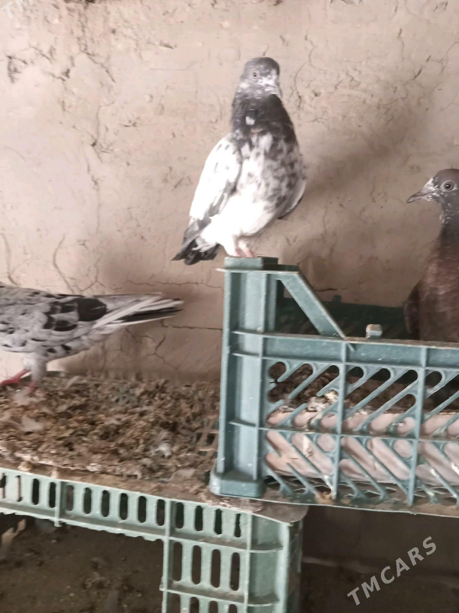 kepderi - Sakarçäge - img 8