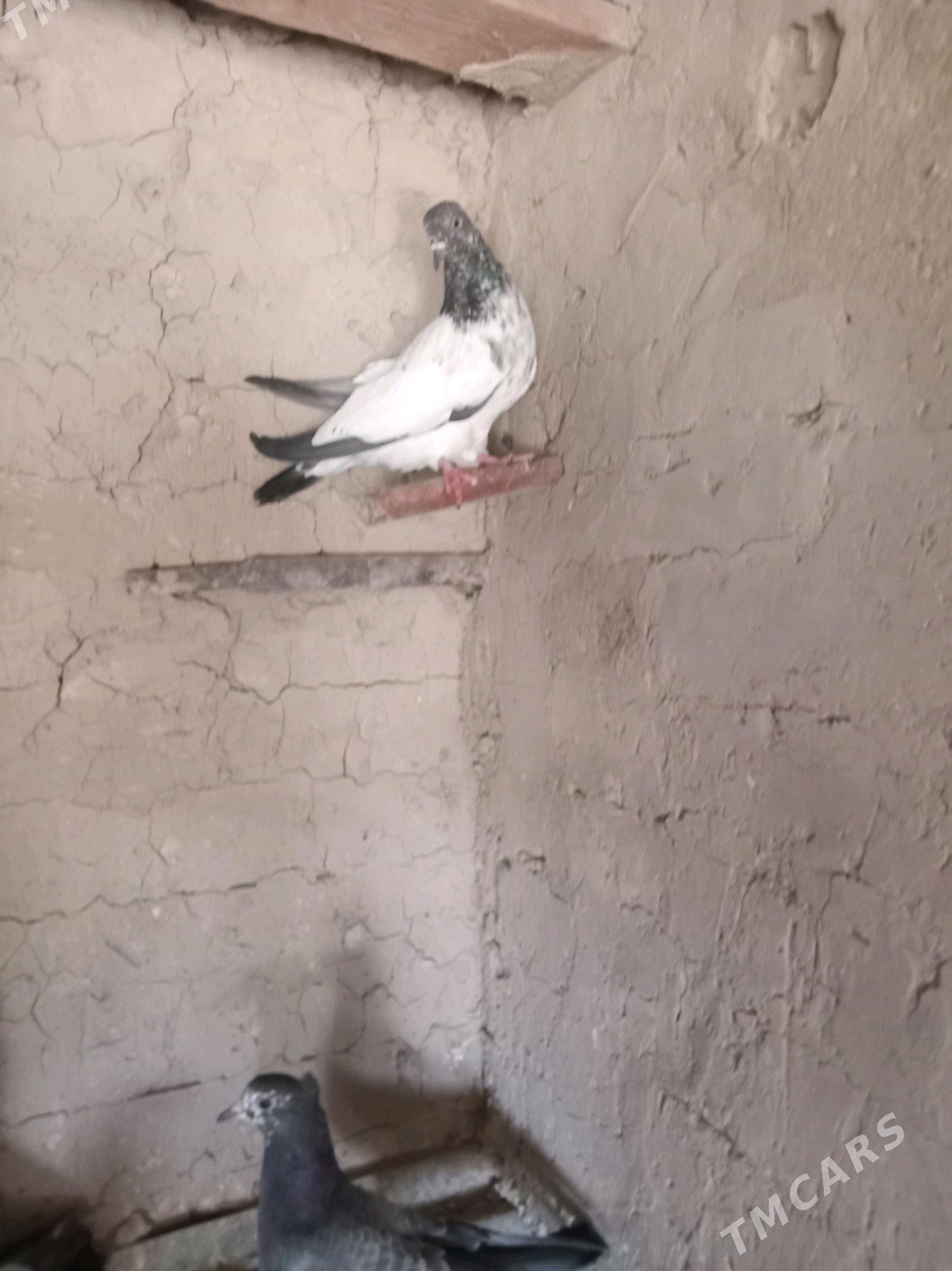 kepderi - Sakarçäge - img 9