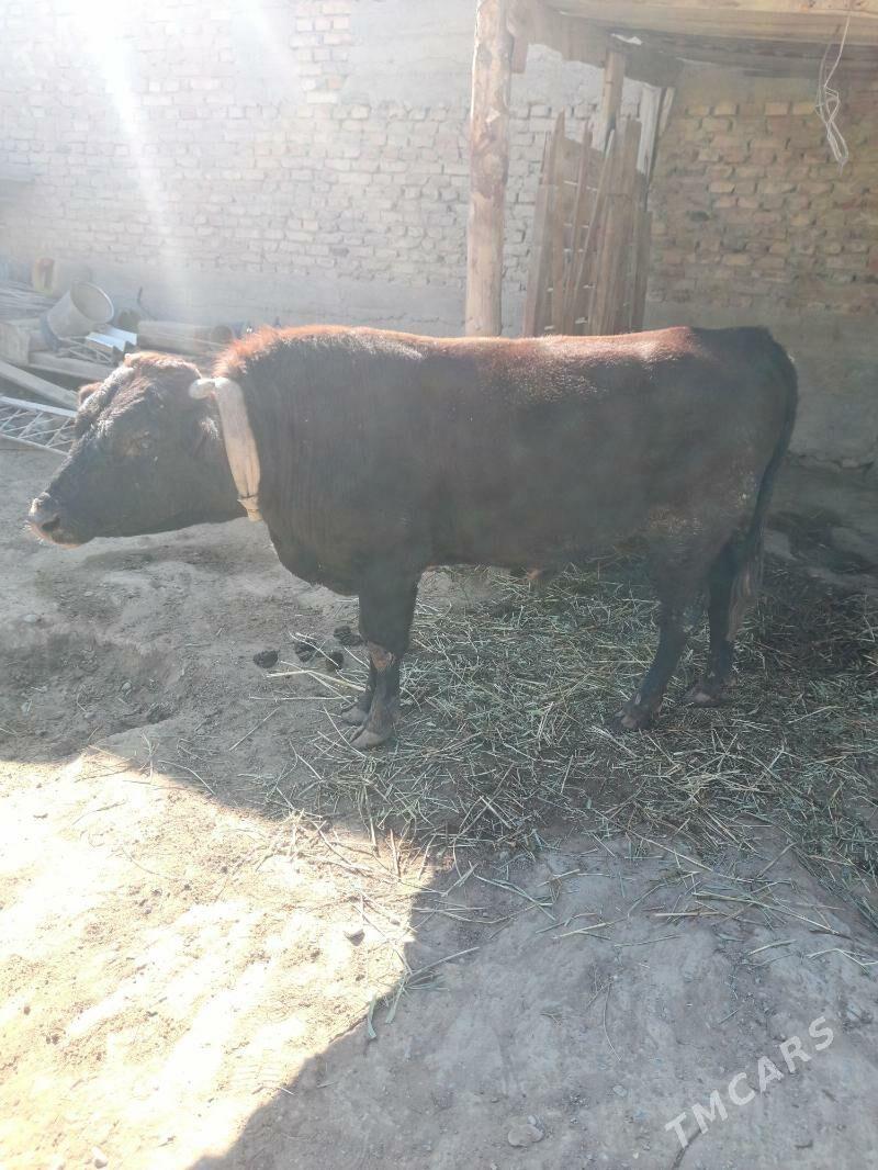 OKUZ - Гёкдепе - img 2