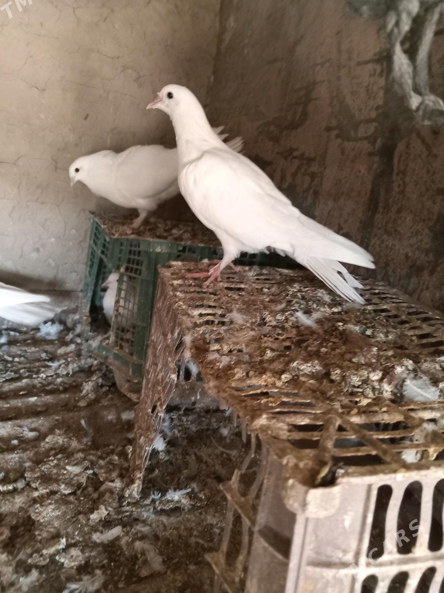 kepderi - Sakarçäge - img 4