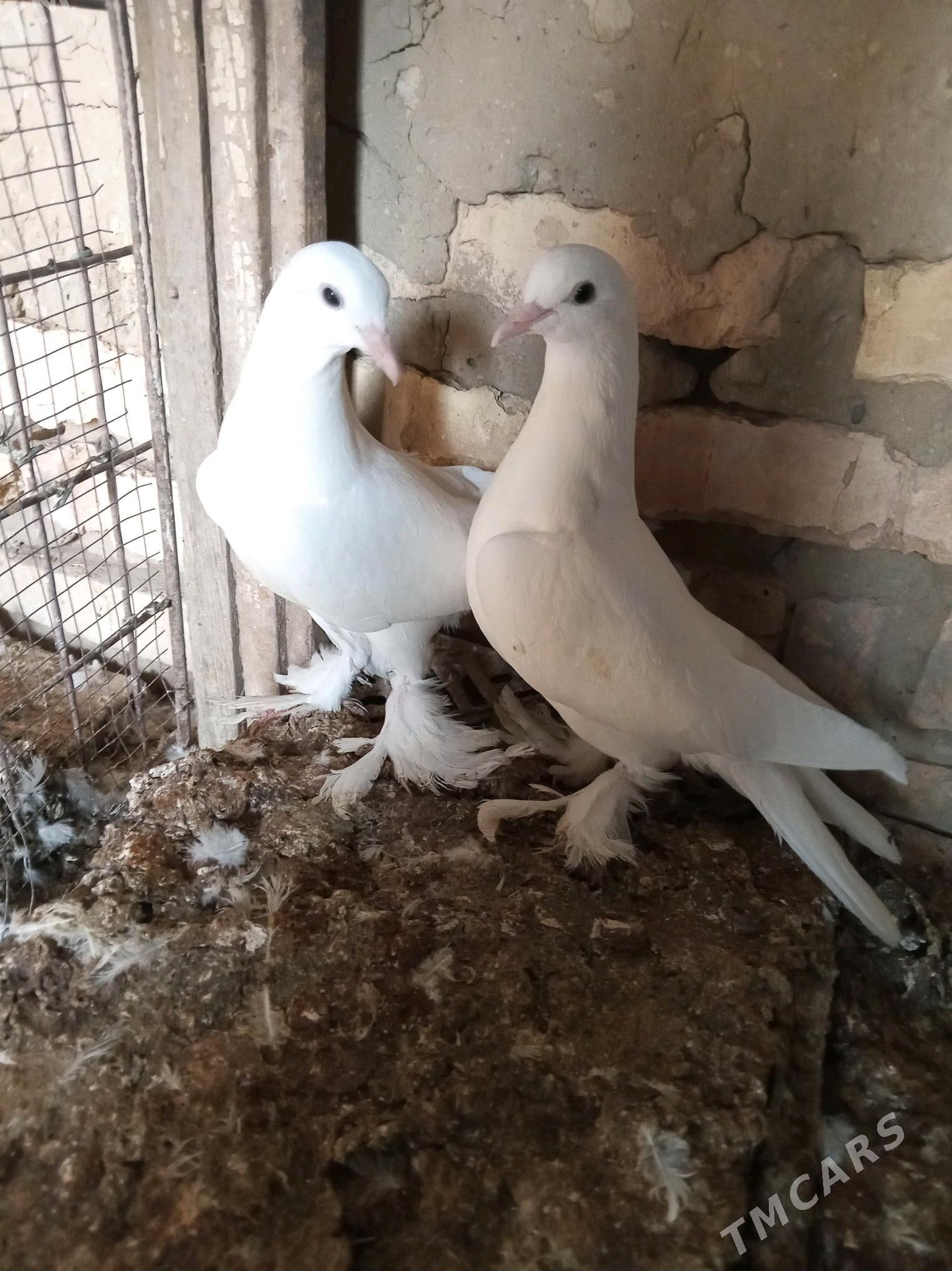 kepderi - Sakarçäge - img 3