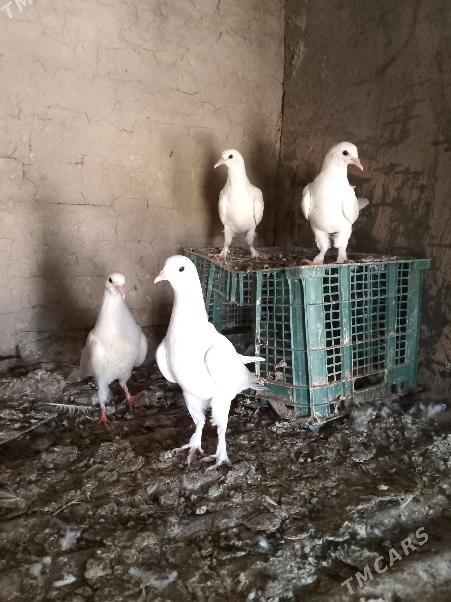 kepderi - Sakarçäge - img 10