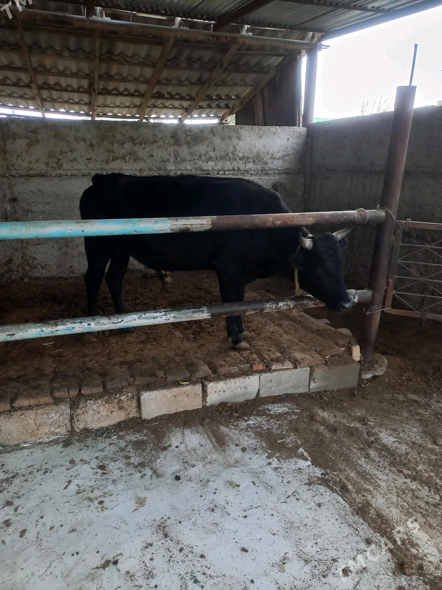 Uly öküz - Änew - img 2