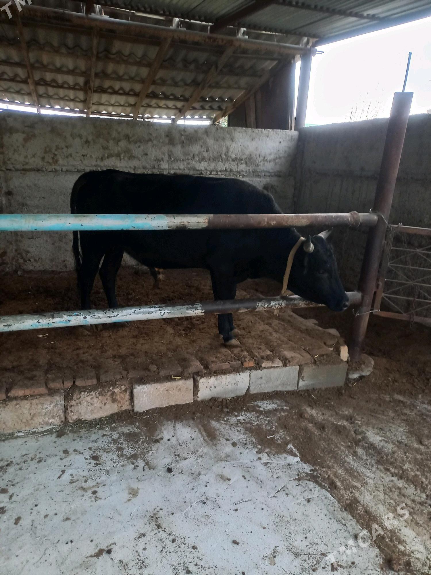 Uly öküz - Änew - img 1