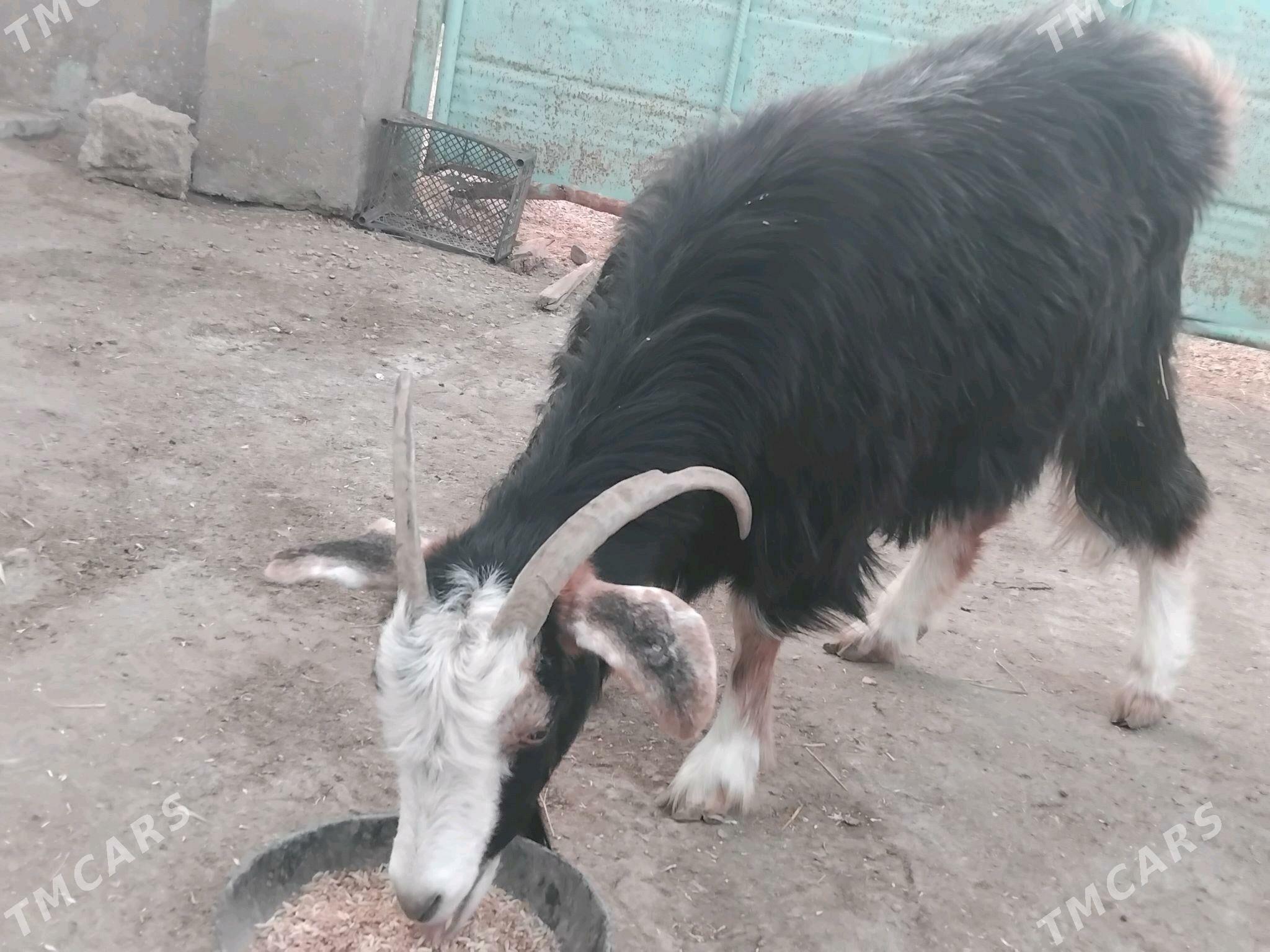 Geci bakyda duran - Эсенгулы - img 4