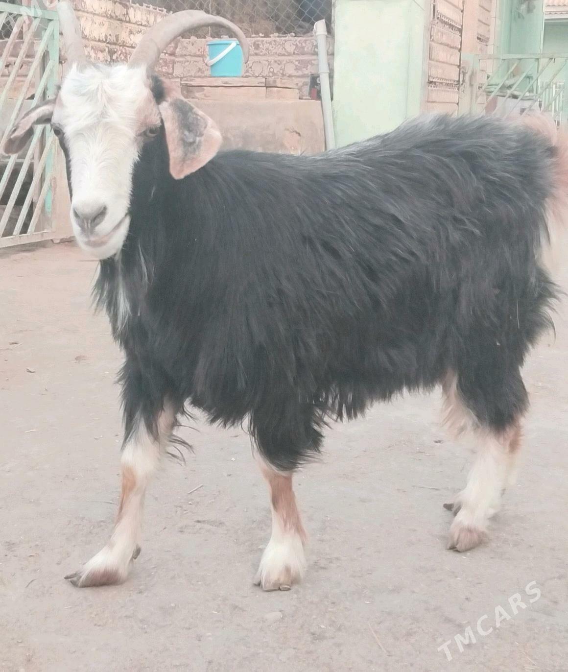 Geci bakyda duran - Эсенгулы - img 2