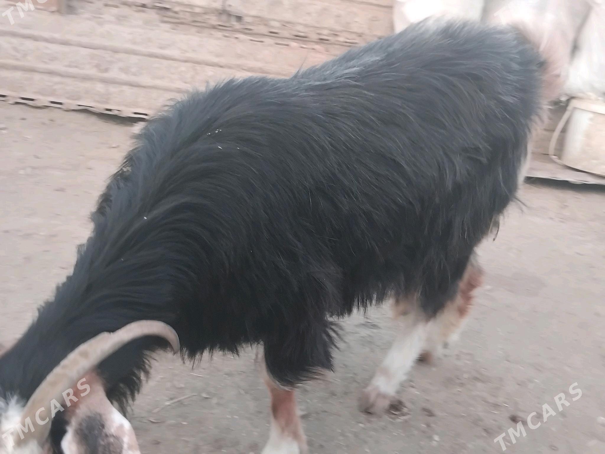 Geci bakyda duran - Эсенгулы - img 3