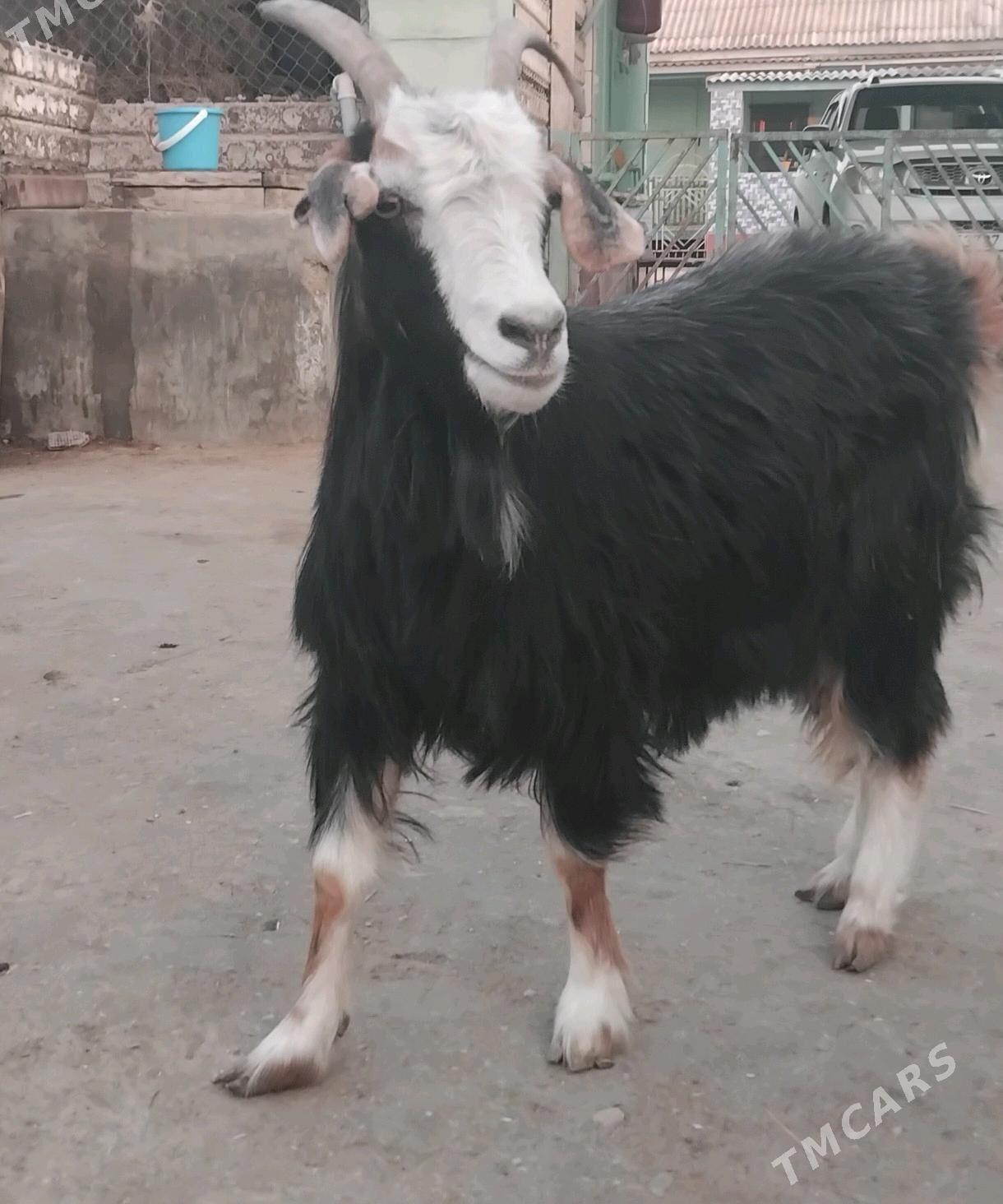 Geci bakyda duran - Эсенгулы - img 1