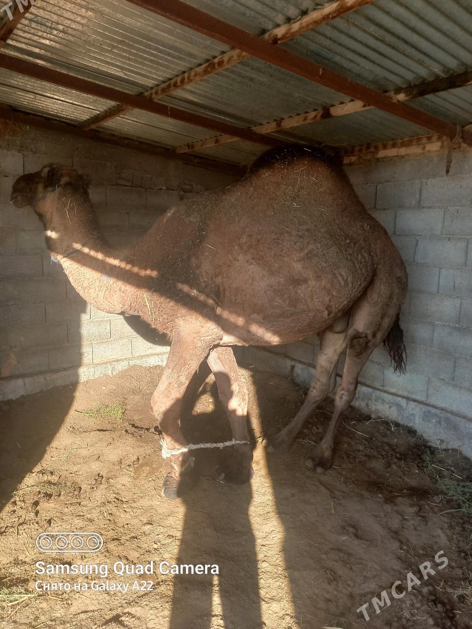 Düye - Гёкдепе - img 2