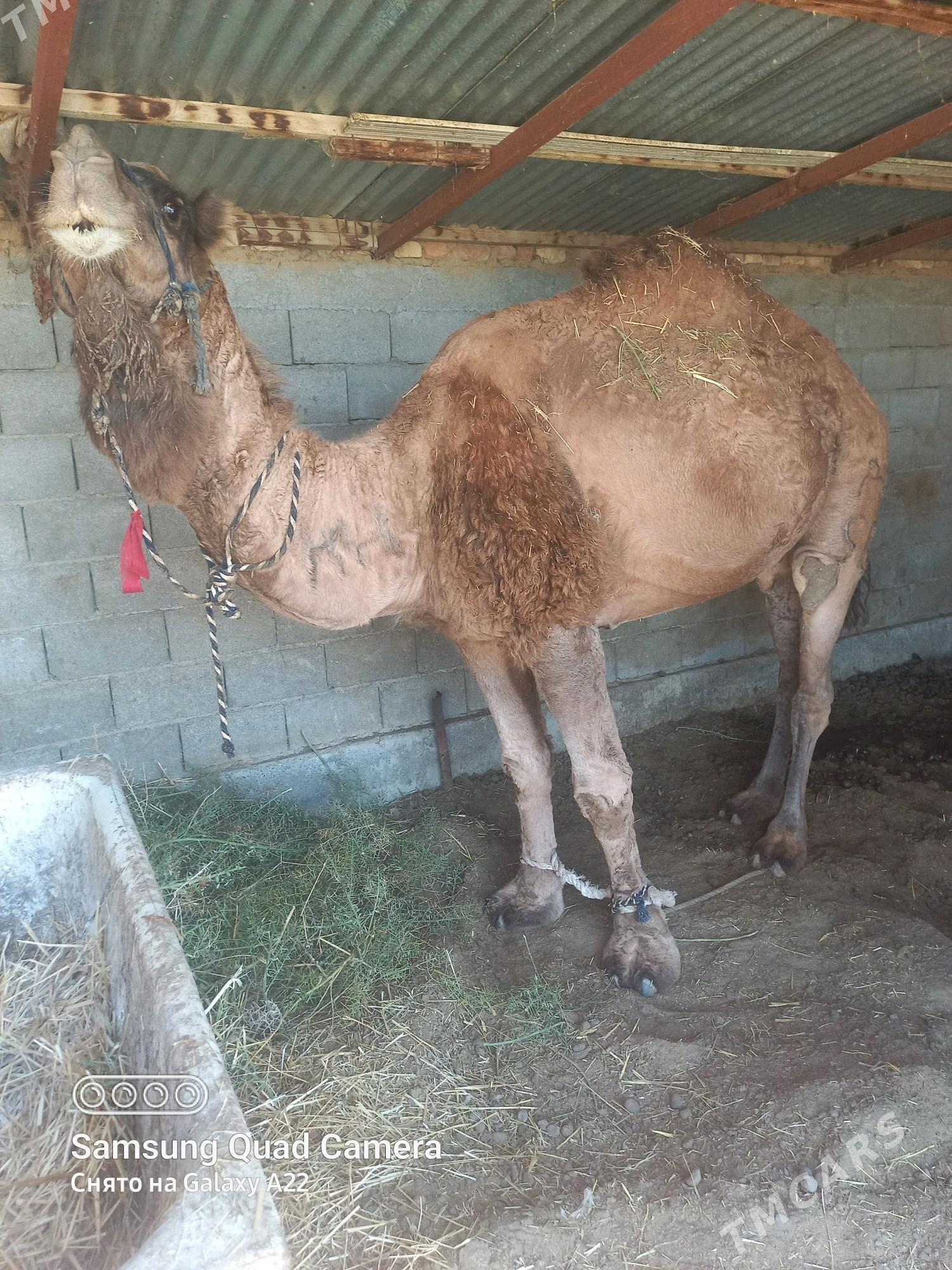 Düye - Гёкдепе - img 3