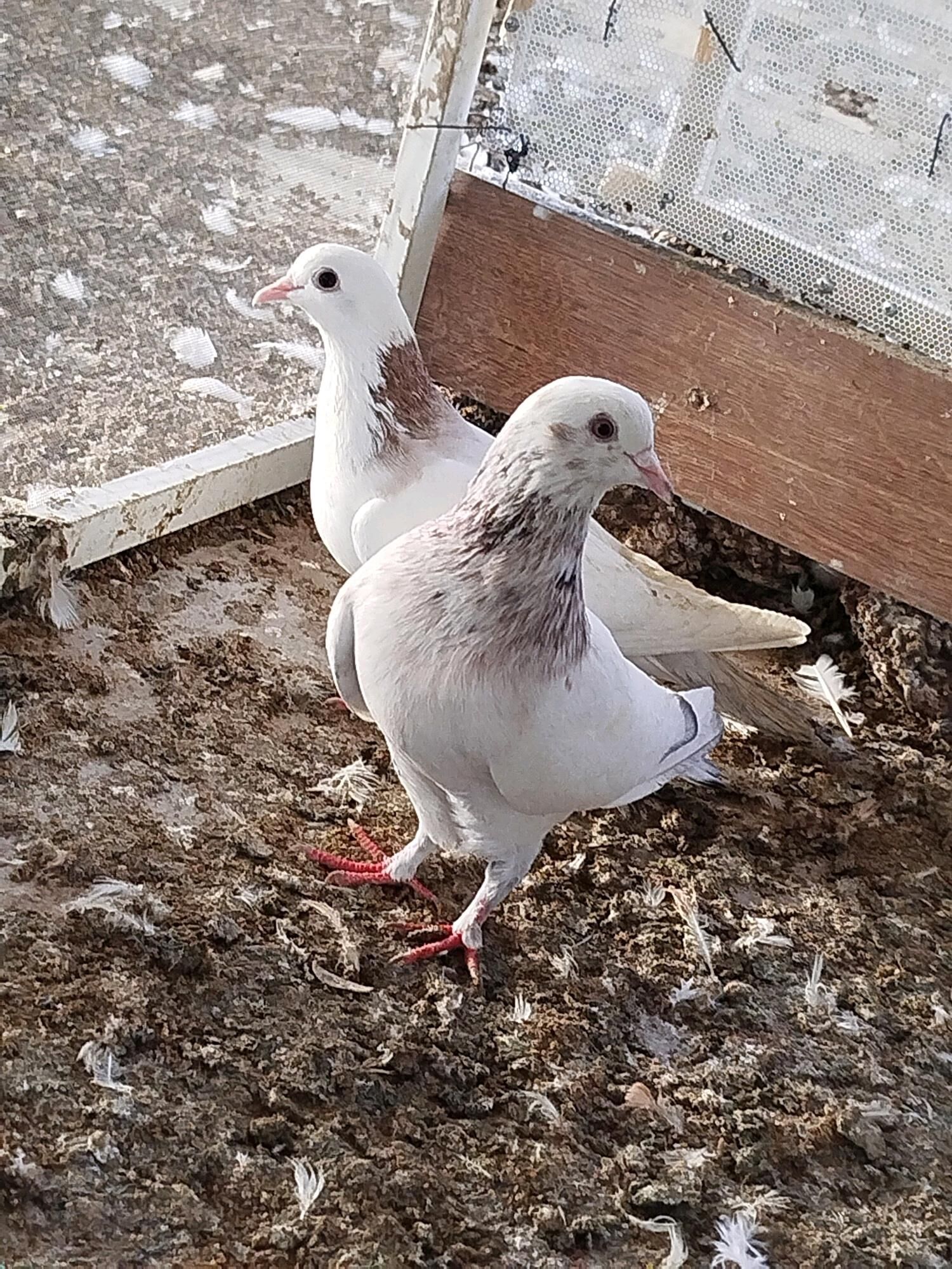 Кепдери - ул. Подвойского (Битарап Туркменистан шаёлы) - img 6