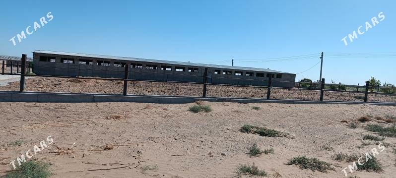 MAL FERMA EKIN YER - Ак-Бугдайский этрап - img 6