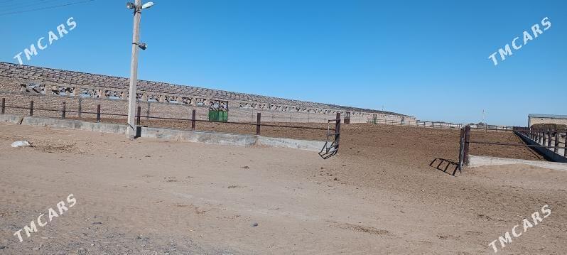 MAL FERMA EKIN YER - Ак-Бугдайский этрап - img 3