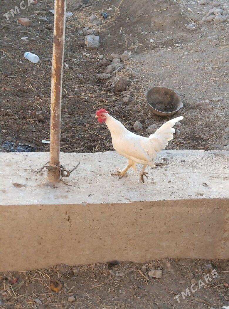 yaponcik horaz - Туркменабат - img 2