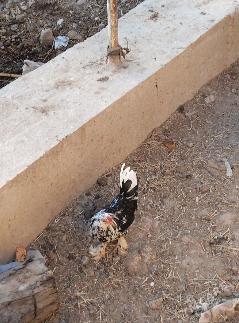 yaponcik horaz - Туркменабат - img 7