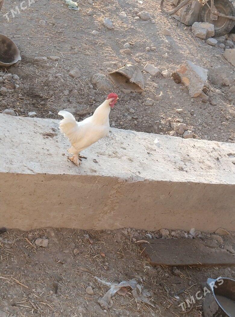 yaponcik horaz - Туркменабат - img 1