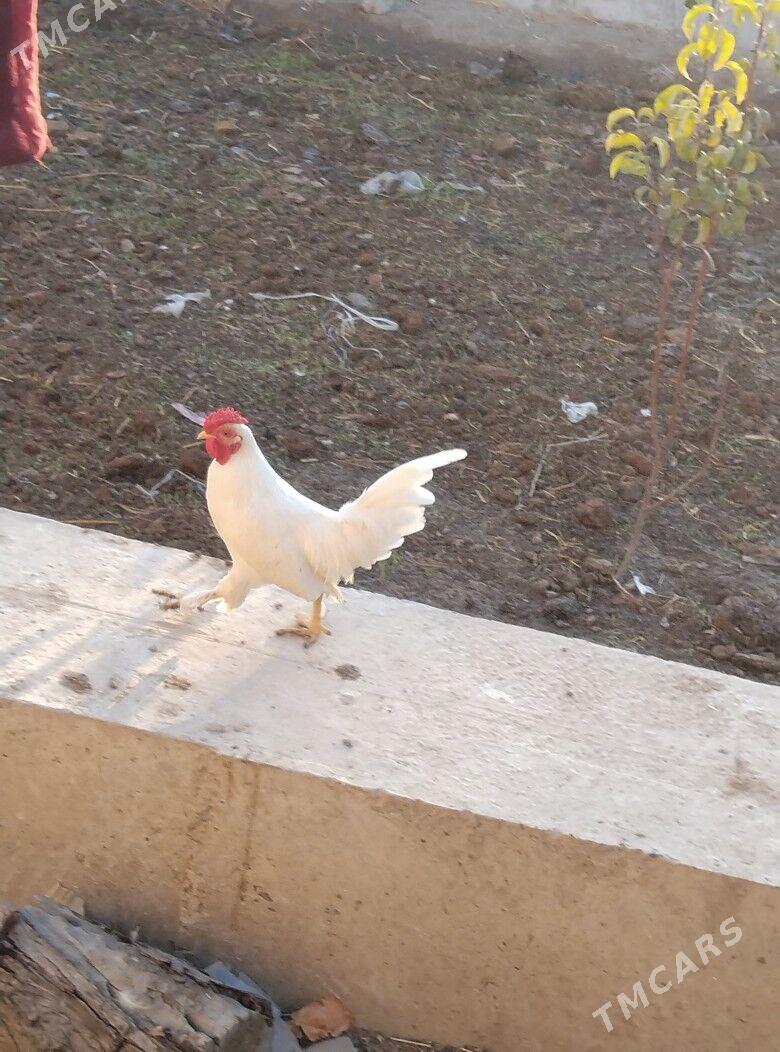 yaponcik horaz - Туркменабат - img 10