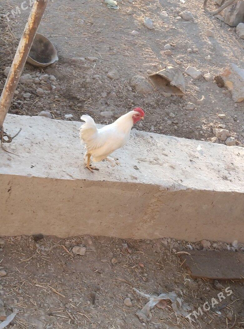 yaponcik horaz - Туркменабат - img 3