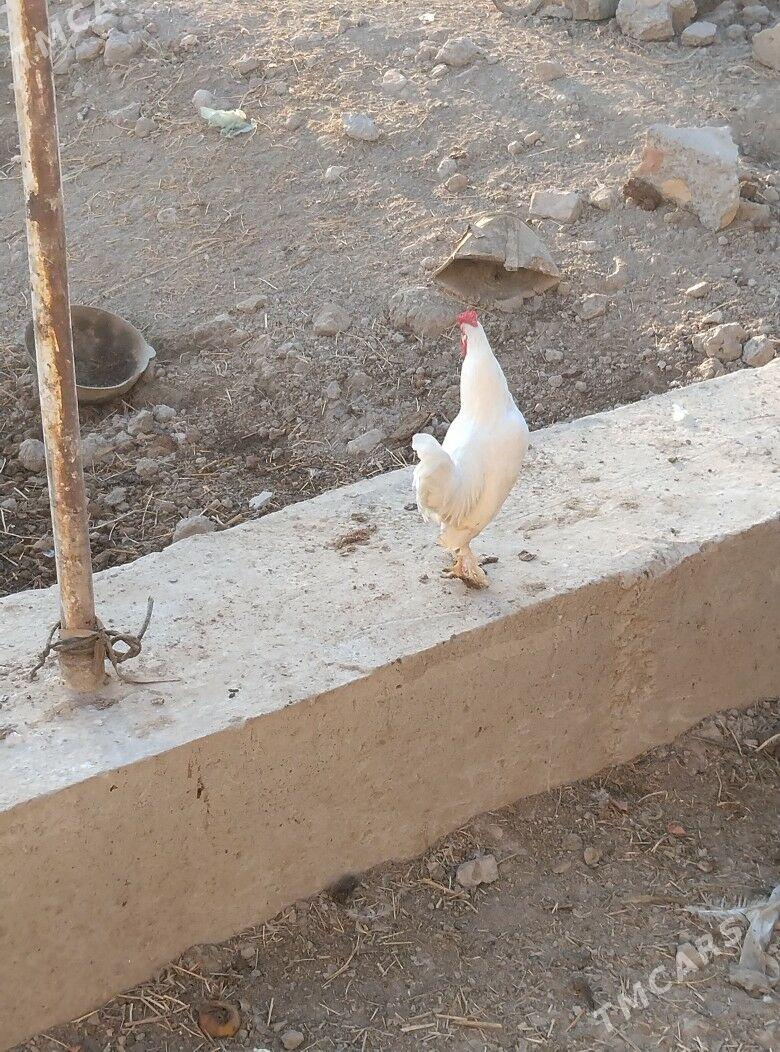 yaponcik horaz - Туркменабат - img 4