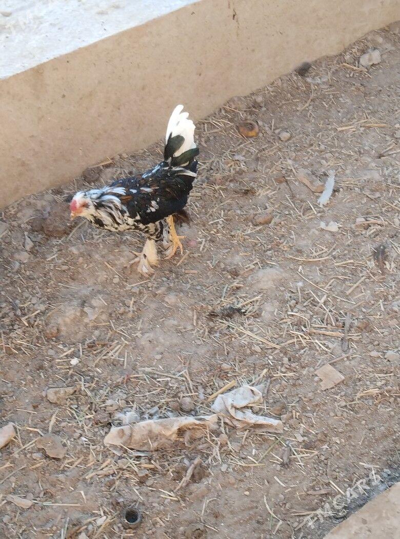 yaponcik horaz - Туркменабат - img 6