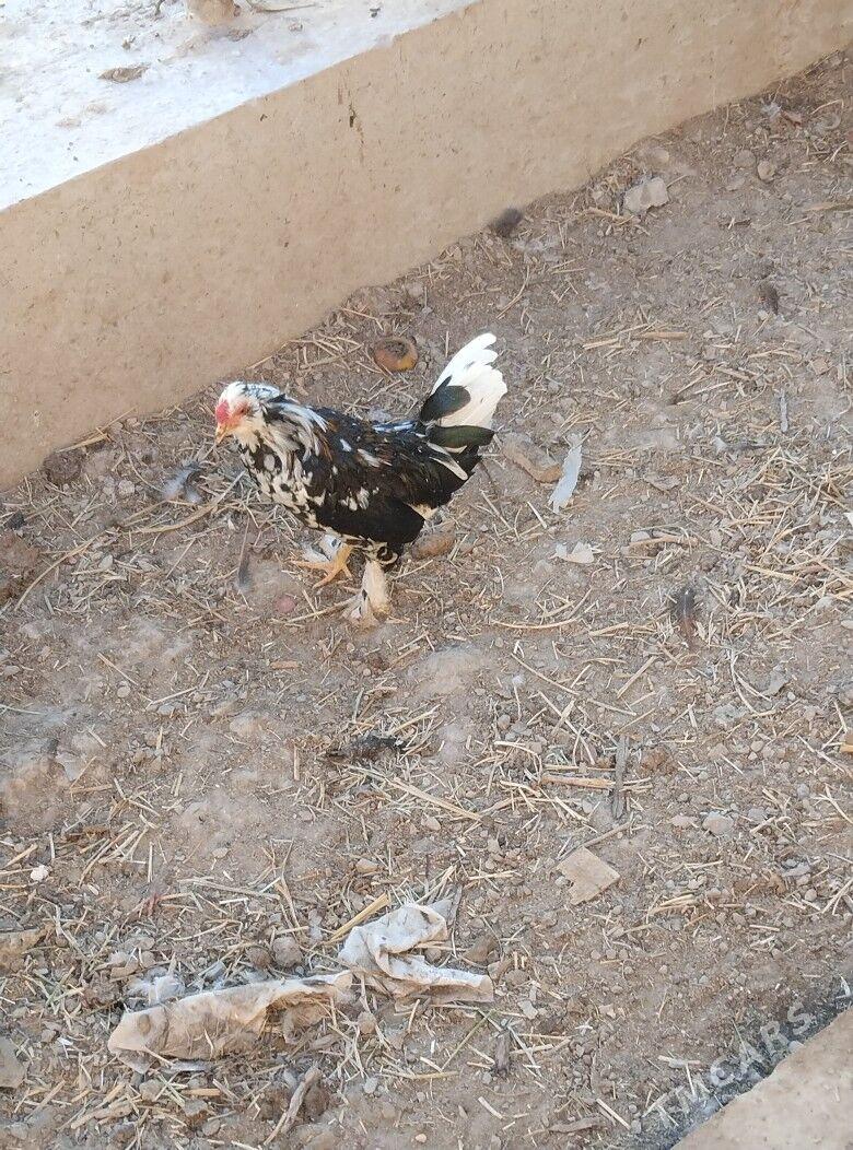 yaponcik horaz - Туркменабат - img 8