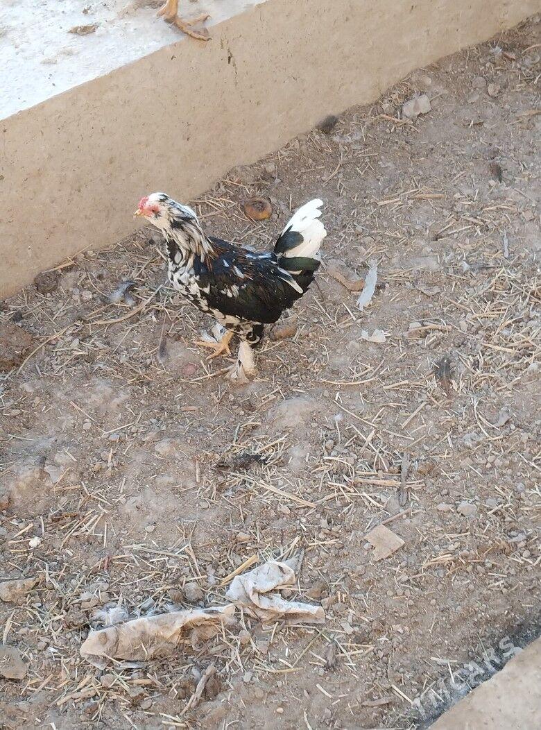 yaponcik horaz - Туркменабат - img 9