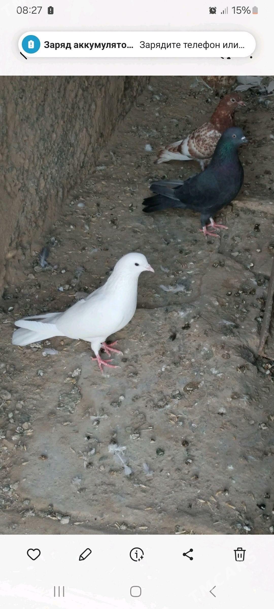 kepderler - Гызыларбат - img 2