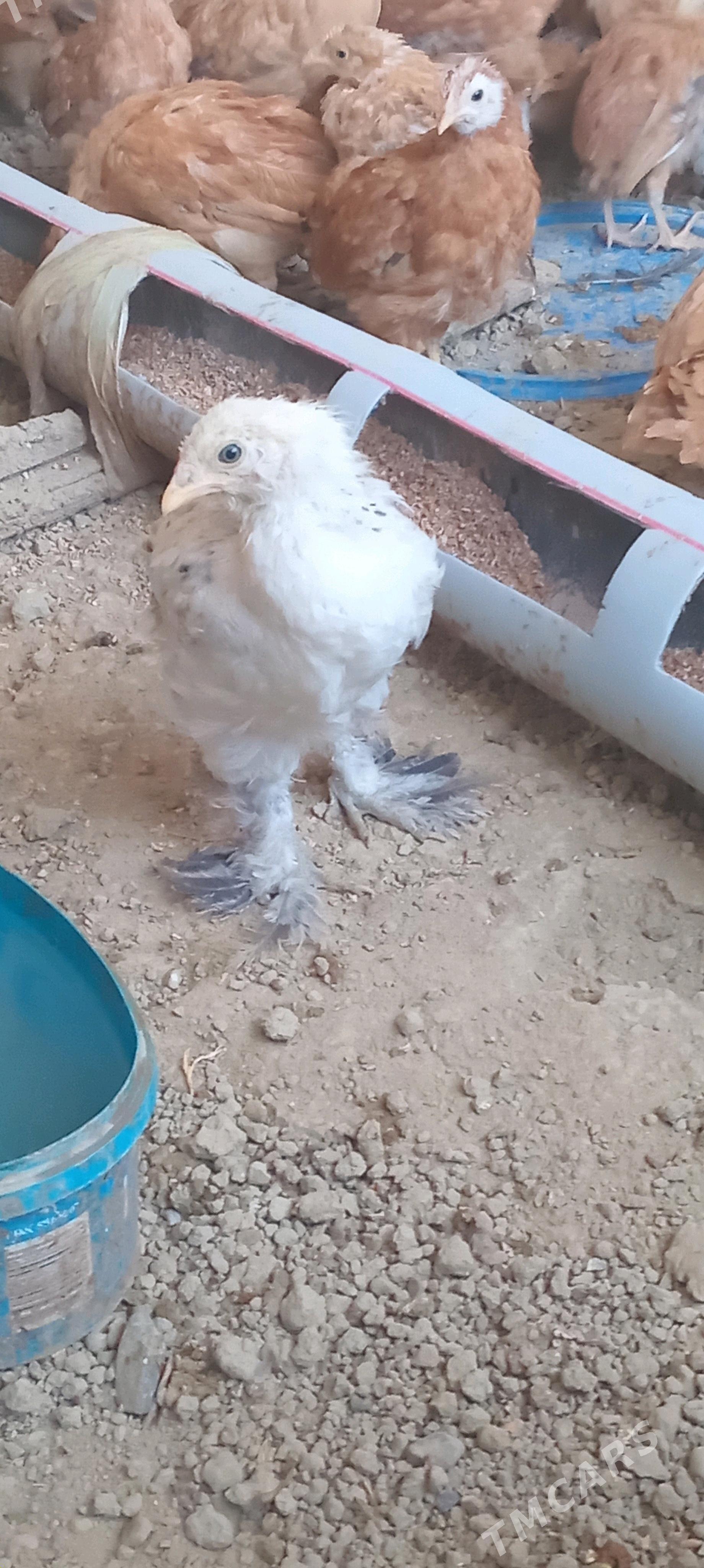 jüje - Gyzylarbat - img 2