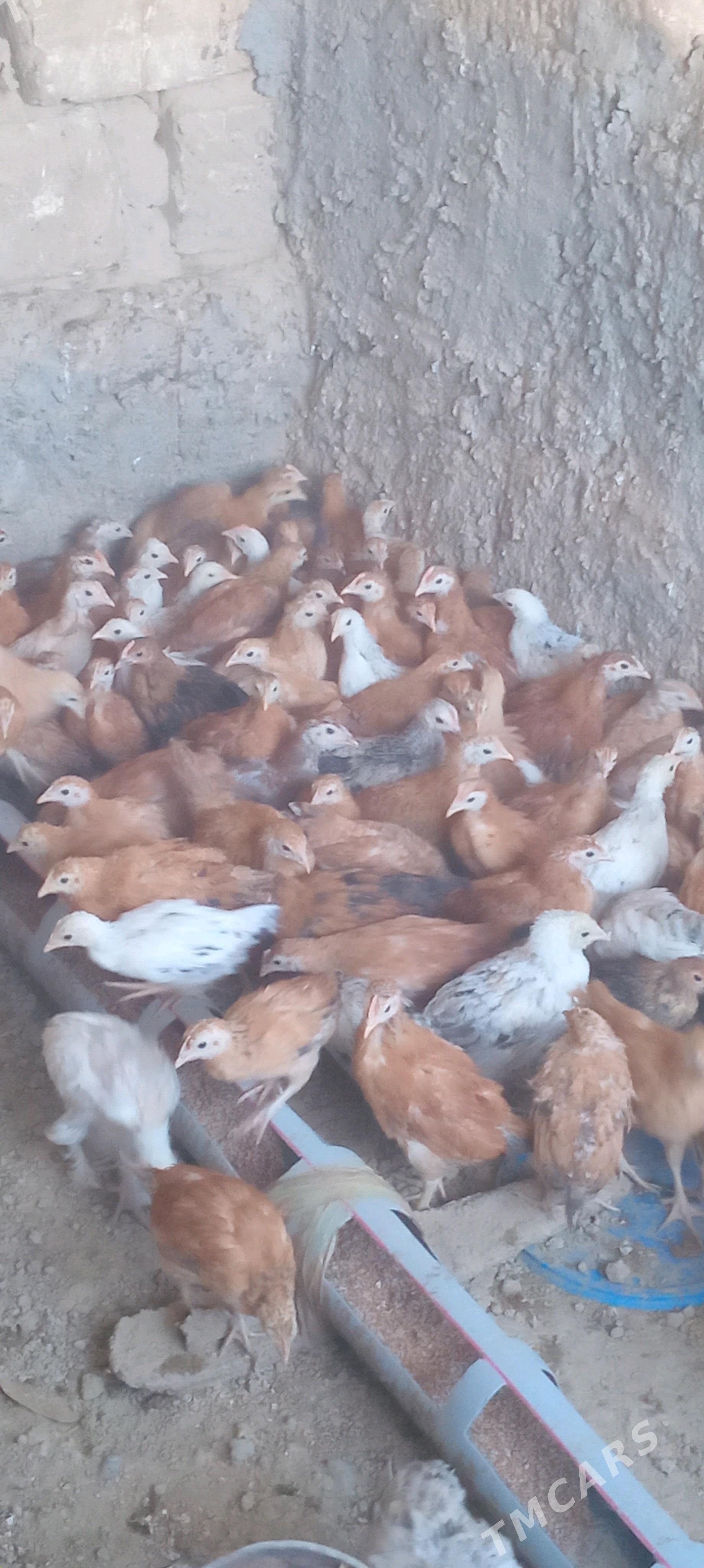 jüje - Gyzylarbat - img 3