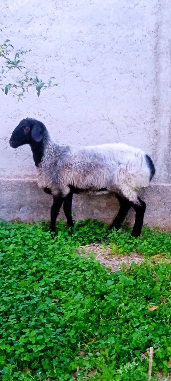 GOYUN - Ak bugdaý etraby - img 2