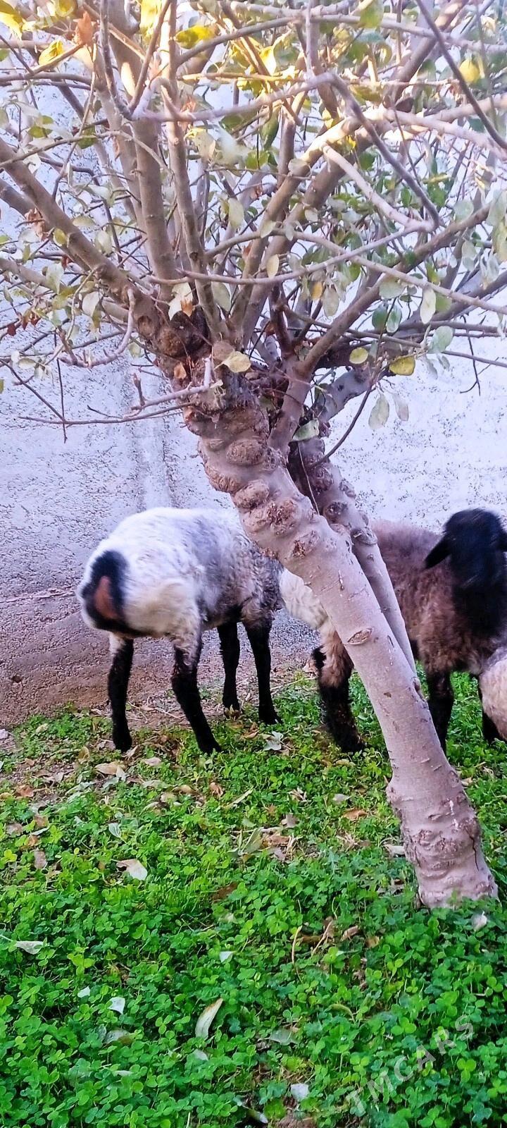 GOYUN - Ak bugdaý etraby - img 4