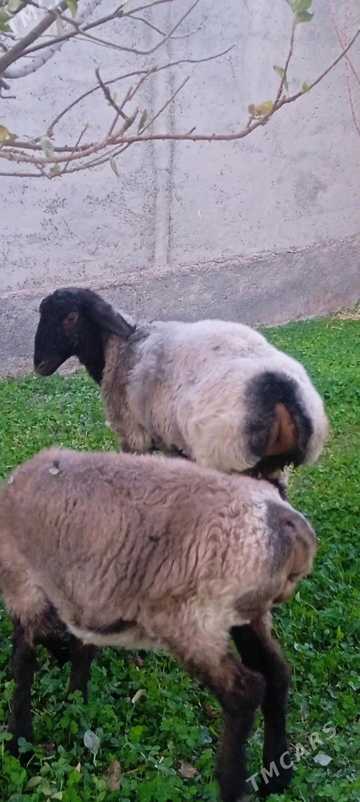 GOYUN - Ak bugdaý etraby - img 3