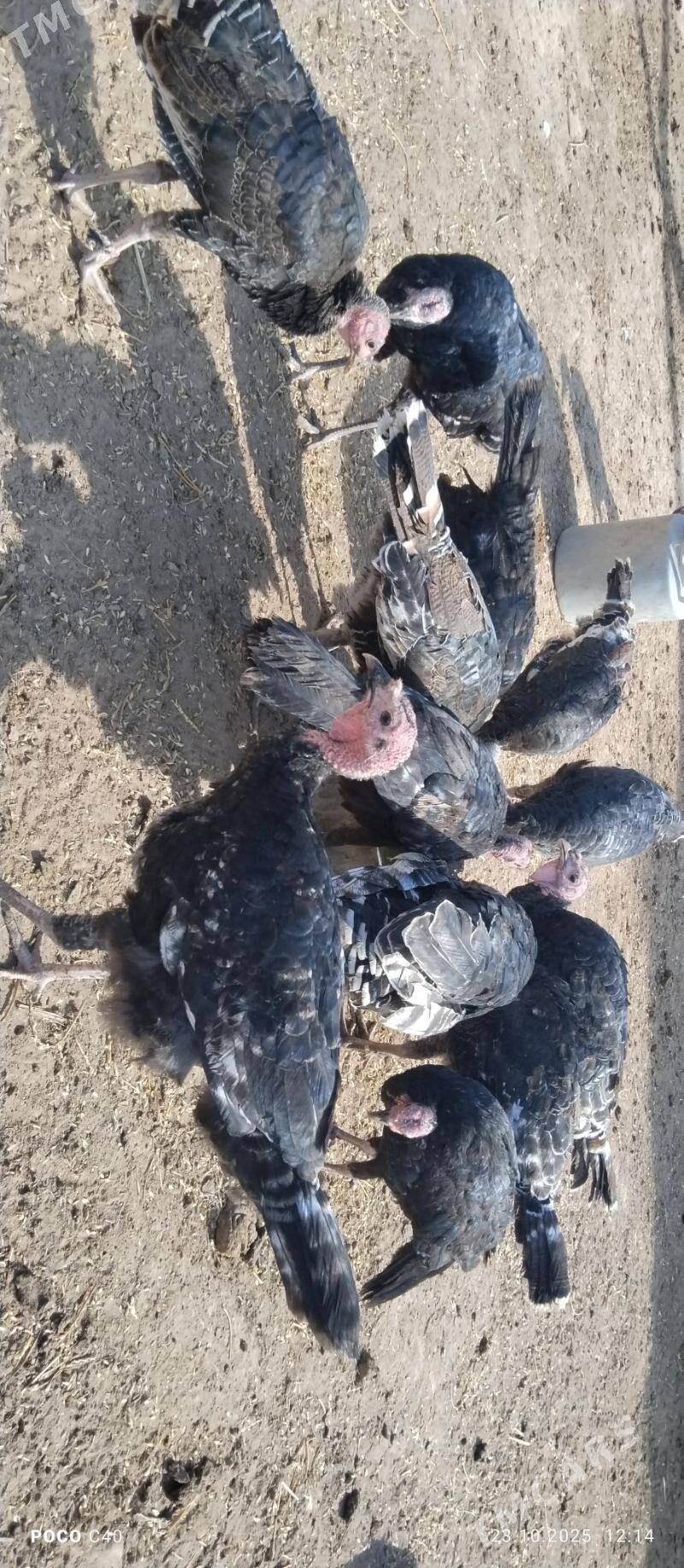 induklar - Шабатский этрап - img 2