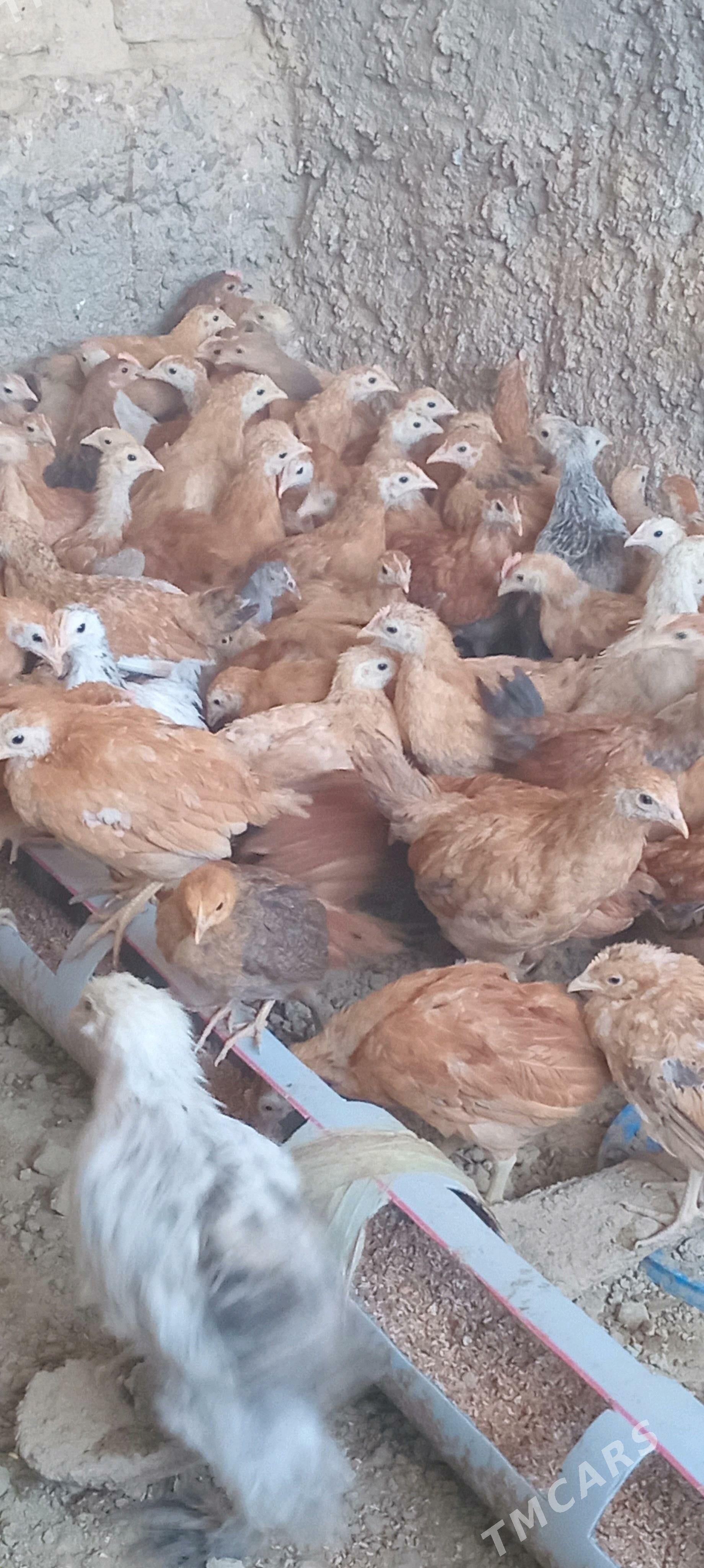 jüje - Gyzylarbat - img 1