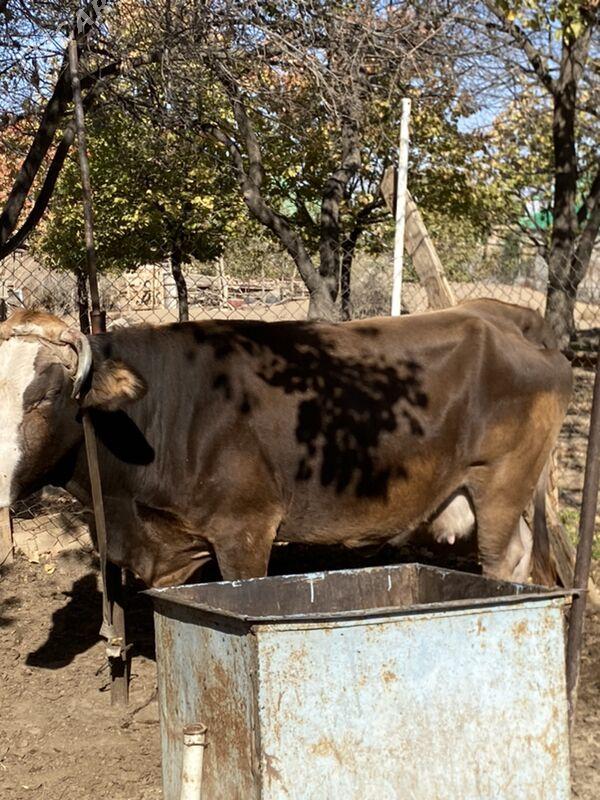 Sygyr - Aşgabat - img 1