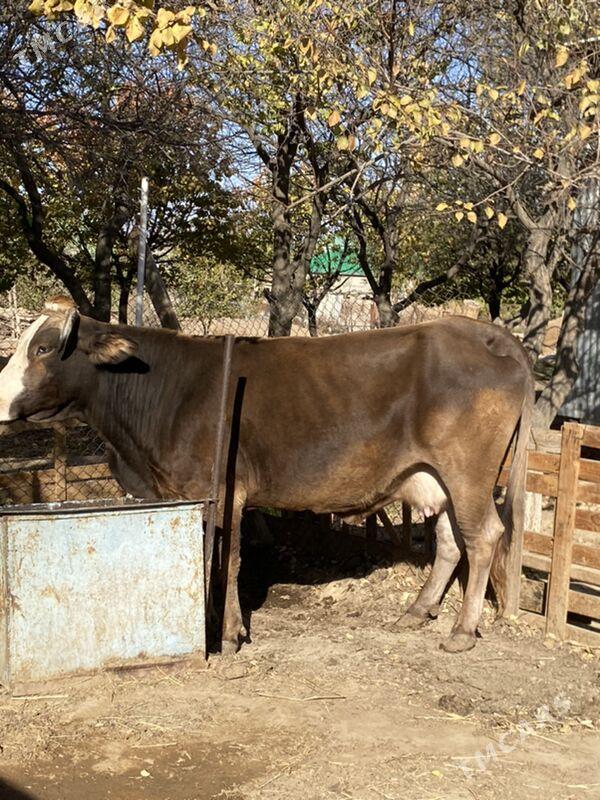 Sygyr - Aşgabat - img 2