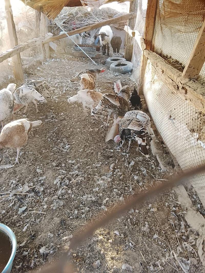 induk - Sarahs - img 3