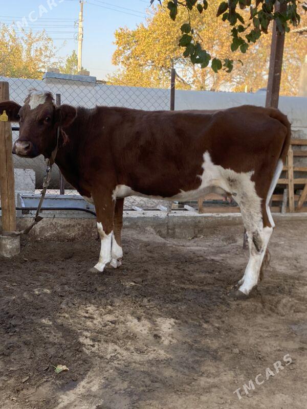 Sygyr - Ашхабад - img 1