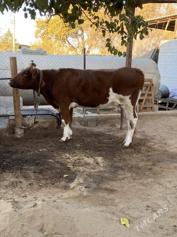 Sygyr - Ашхабад - img 2