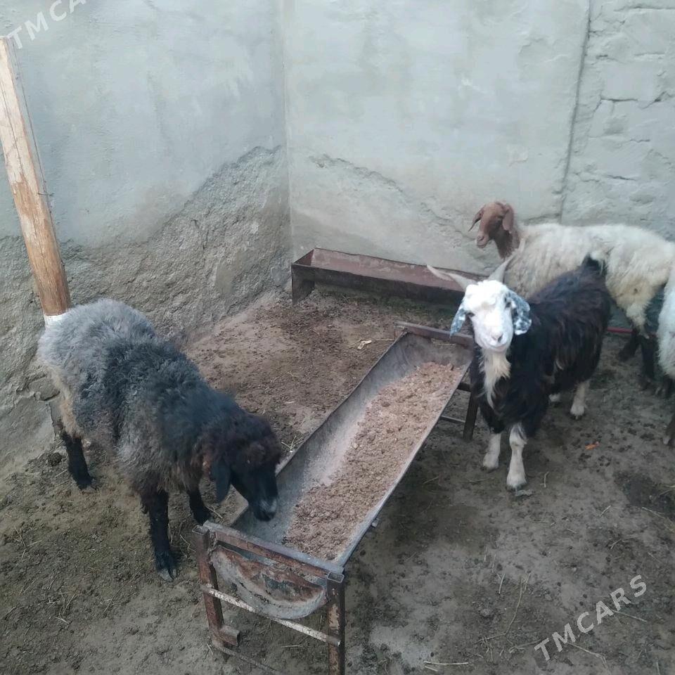 Goyun - Türkmenbaşy - img 1