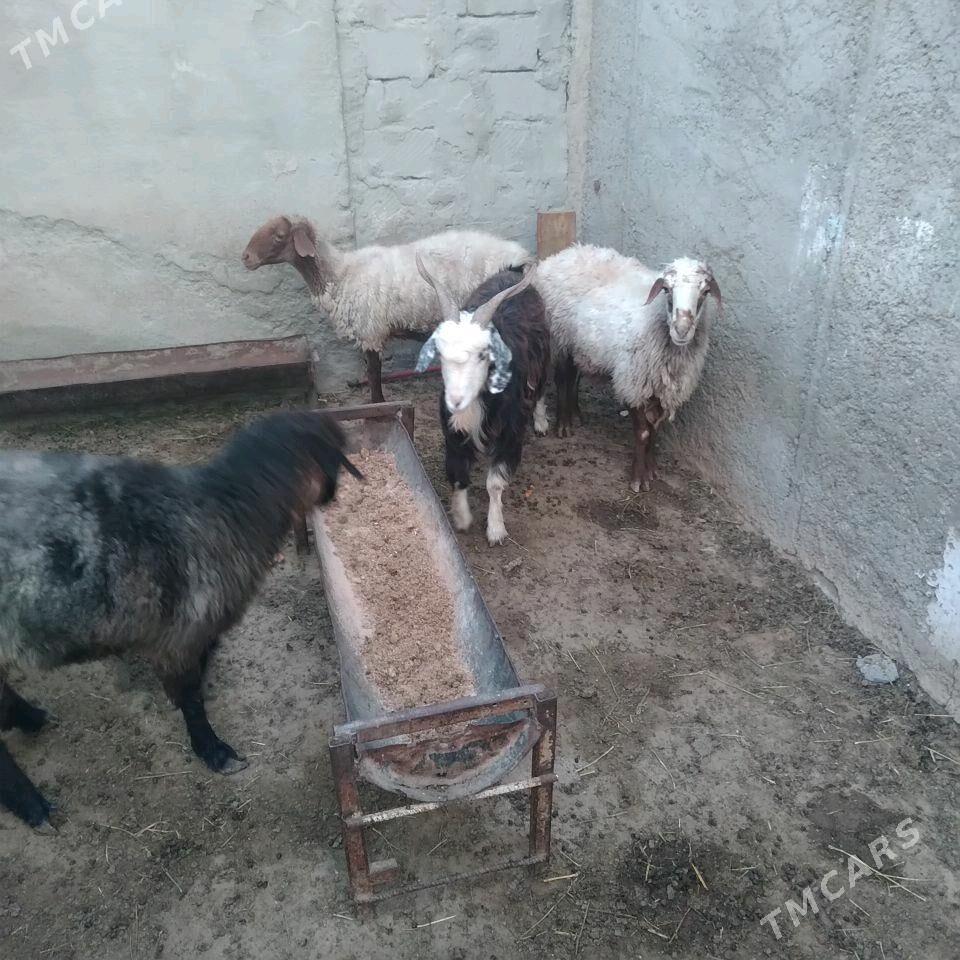 Goyun - Türkmenbaşy - img 3