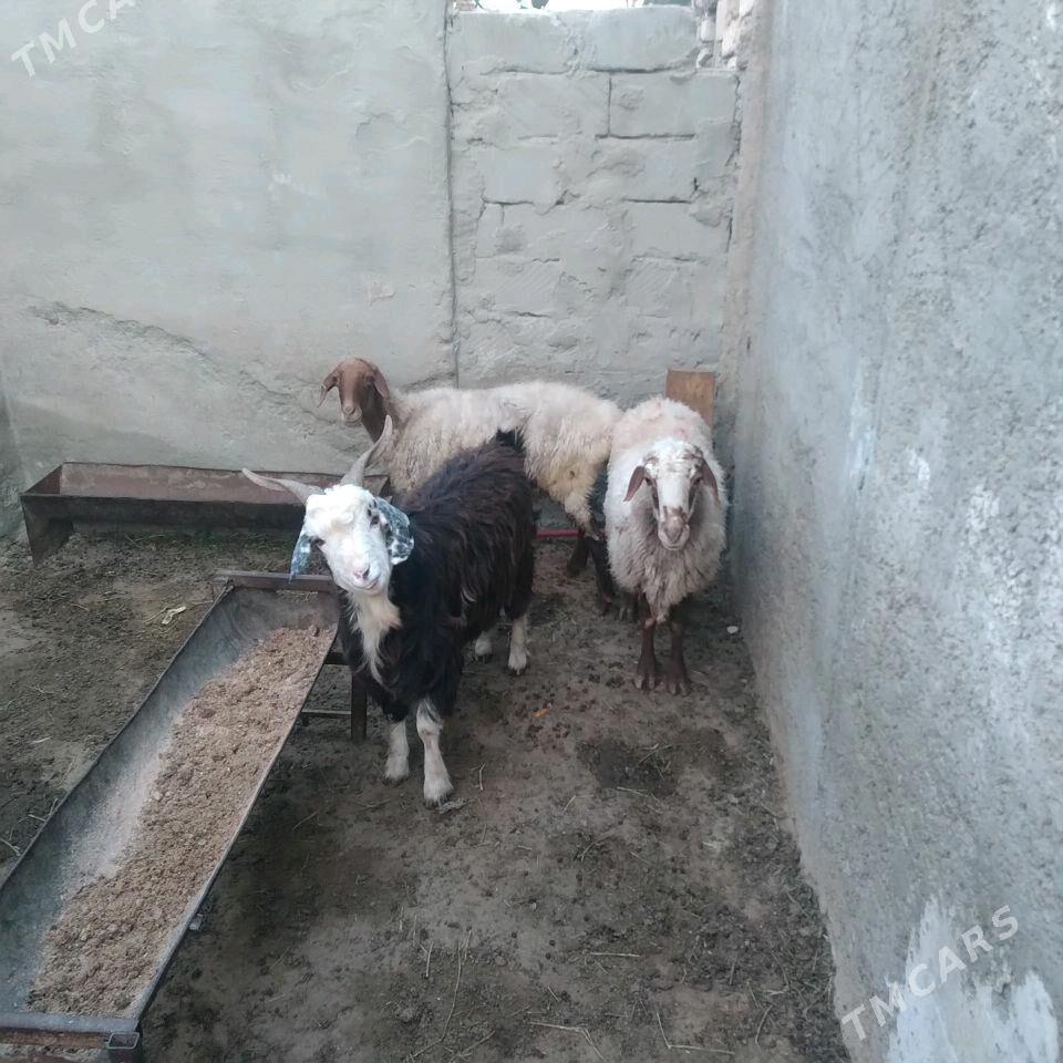 Goyun - Türkmenbaşy - img 2